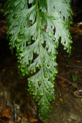 Hymenophyllum dilatatum. Fertile frond with lamina segments curved towards the frond apex, and solitary sori with entire broadly elliptic indusial flaps. 
 Image: L.R. Perrie © Leon Perrie 2014 CC BY-NC 3.0 NZ
